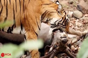 وقتی حیوانات متوجه میشن میخوان خوراک انسان شن و فرار میکنند