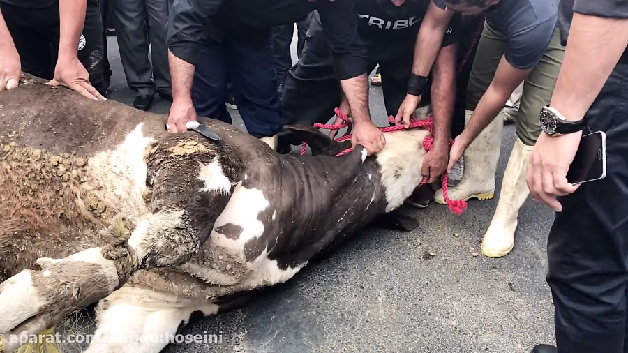 کشتن گاو در محرم