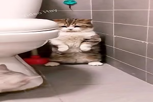 کلیپ خنده دار بازی و درگیری حیوانات