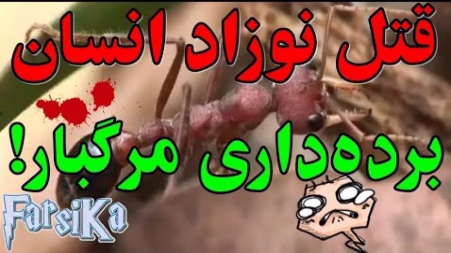 10 ویژگی ترسناک و خطرناک مورچه‌های جنگل و صحرا