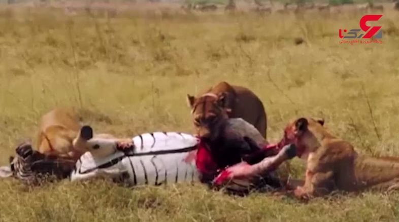 3 شیر وحشی اول شکارشان را خوردند و بعد آن را کشتند !