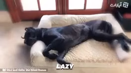 آدمهای تنبل دنبال این نژاد از سگها باشند