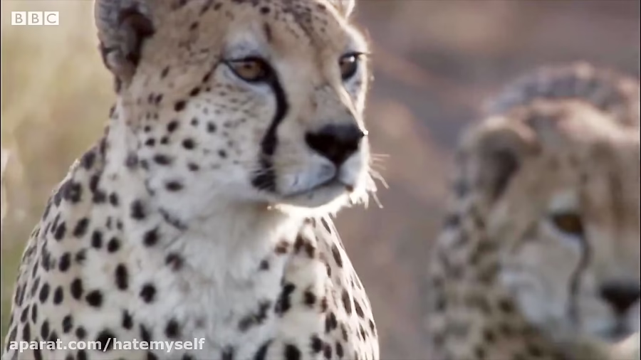 بهترین تعقیب و گریز در دنیای حیوانات