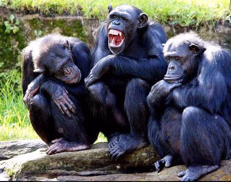 تزاوج القرد تزاوج الحيوانات