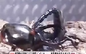 جنگ تماشایی سوسک قفقازی غول پیکر باعقرب امپراتور