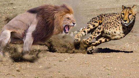 جنگ حیوانات ( شکار شترمرغ توسط شیر و یوزپلنگ )