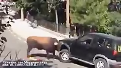 حمله ی حیوانات وحسی به انسان