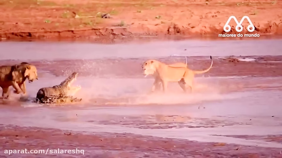 حیات وحش جدید ترسناک | وحشتناکترين نبرد شيرها و کروکودیل ها