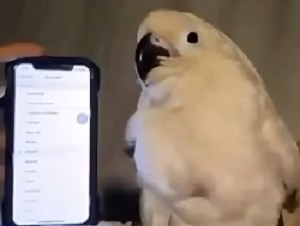 رقص طوطی خفن