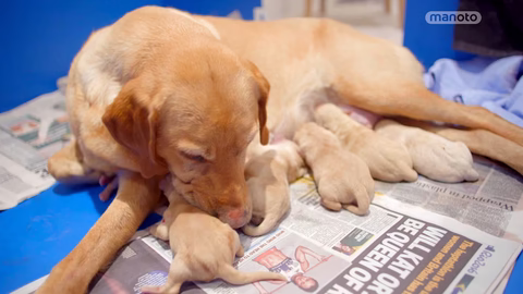 زایمان سگی از نژاد لابرادورتا