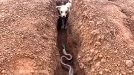 سگ, مار ,جنگ حیوانات