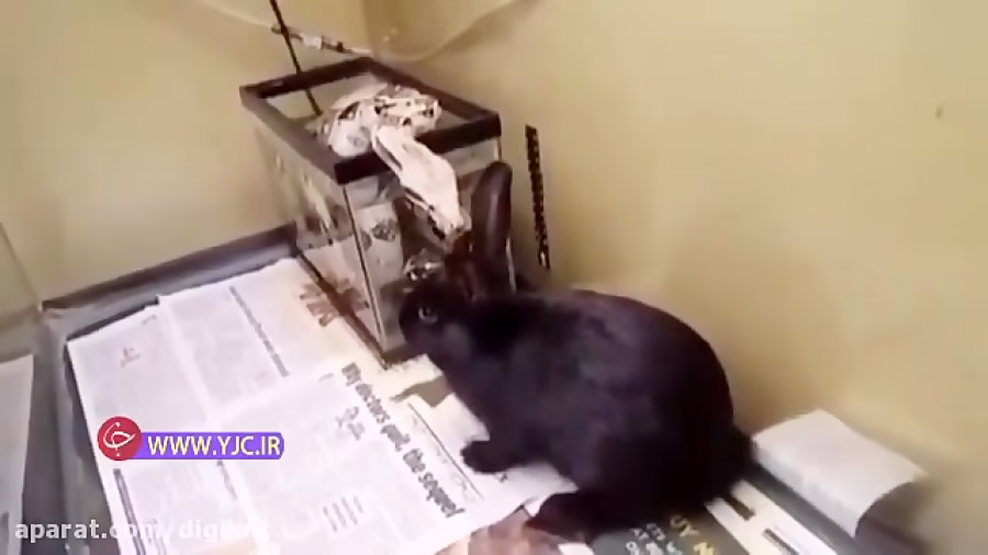 شکار فوق سریع خرگوش توسط یک مار غول پیکر