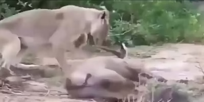 شگفت انگیزترین جنگ و نبرد حیوانات در حیات وحش