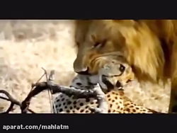 شیر در برابر یوزپلنگ - جنگ و نبرد خونین سگ وحشی و کفتار - نجات بچه گاومیش