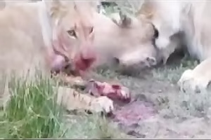 صحنه جنگ خونین و وحشیانه بین حیوانات وحشی