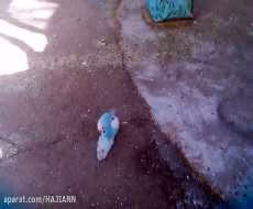 عشق بازی مرغ عشق با جفت مرده اش