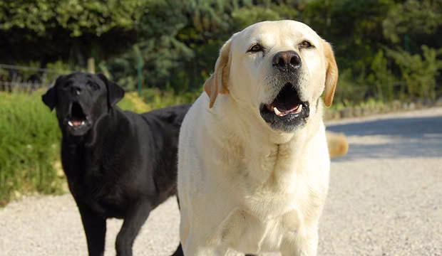 فرار عجیب پدر از ترس سگ