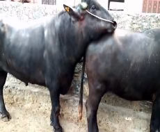 فیلم جنگ و جدال وحشیانه بوفالوهای نر در فصل جفت گیری