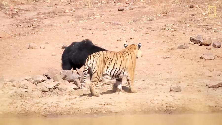 فیلم مبارزه خرس مادر برای نجات بچه‌اش با ببر