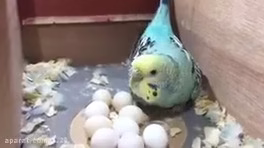 مرغ عشق تخم گذار