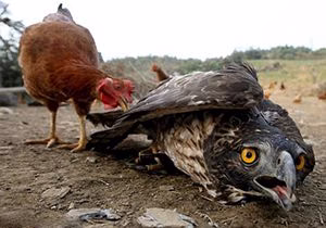 جنگ عقاب و مرغ