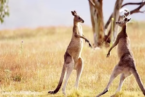 نبرد خونین حیوانات نر در فصل جفت گیری