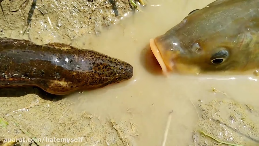 وقتی یه ماهی بزرگ یه مارماهی رو شکار میکنه و اونو میبلعه