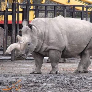 کرگدنی با شاخ برعکس!