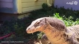 کلیپ حمله حیوانات وحشی و شکار حیوانات و فیلم جنگ حیوانات وحشی در حیات وحش را در ویدناک ببینید.