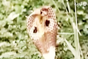 ۱۰ جنگ خونین و دیوانه وار و عجیب بین حیوانات