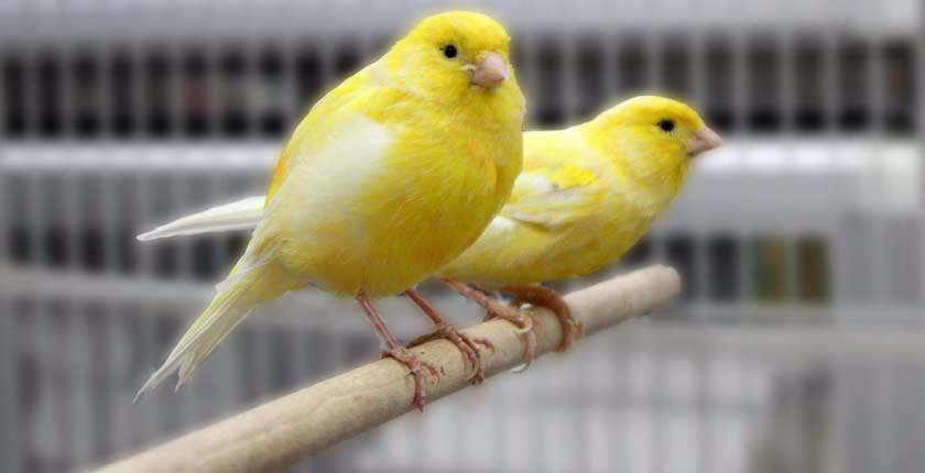 آواز قناری برای جفت انداختن