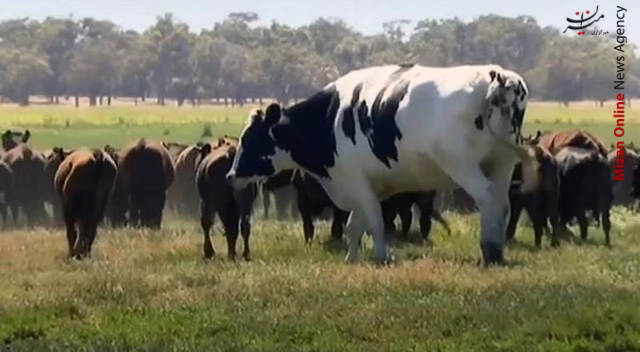 بزرگترین گاو های جهان