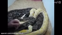 جفت گیری دو مار پیتون برای اولین بار در ایران در مرکز نگهداری حیوانات