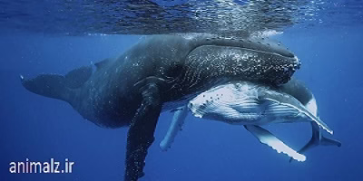 جفت گیری ماهی ها نهنگ ها و حیوانات دریایی