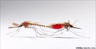 جفت گیری پشه ها