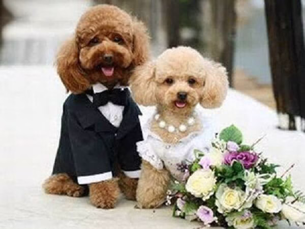 جفتگیری سگ پودل