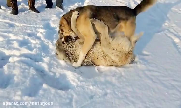 جنگ مرگ بار حیوانات وحشی