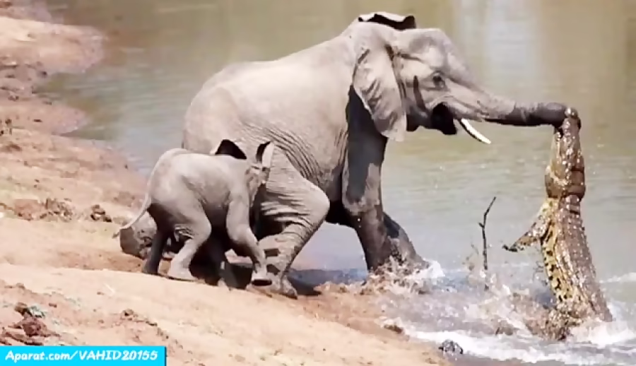 جنگ و نبرد فوق العاده دیدنی بین فیل ها با تمساحجالب