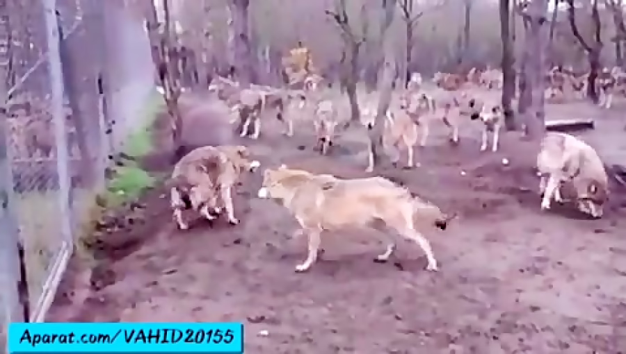 جنگ و نبرد فوق العاده وحشتناک و دیدنی گرگ های جنگل