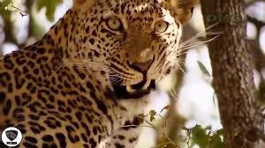 جنگ وحشتناک گراز و پلنگ و کفتار