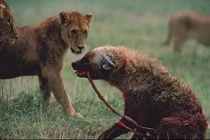 دنیای ترسناک حیوانات وحشی ، شکار وحشیانه ، جنگ کفتارها