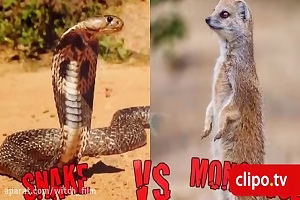 ده نبرد جذاب خونین حیوانات