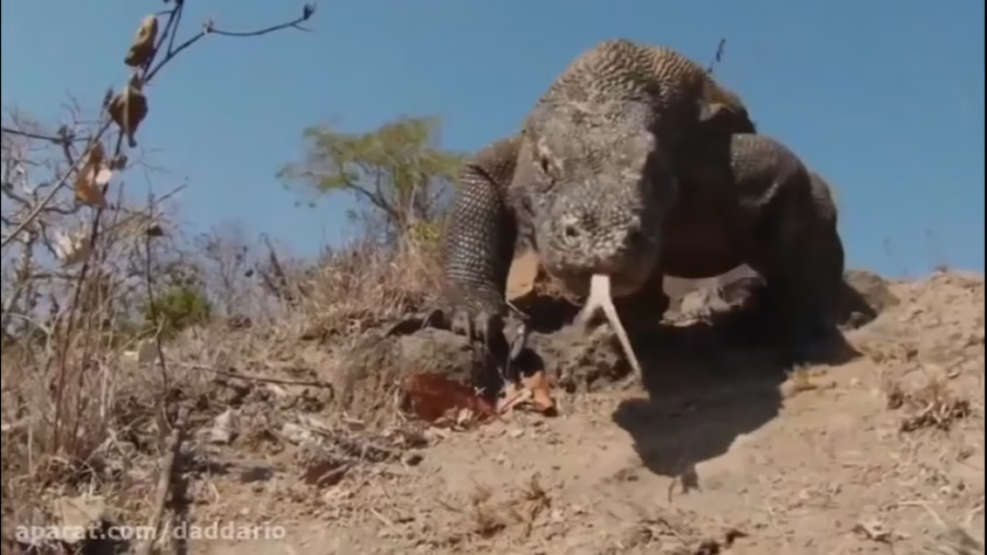 شکار مار کبری توسط اژدهای کومودو