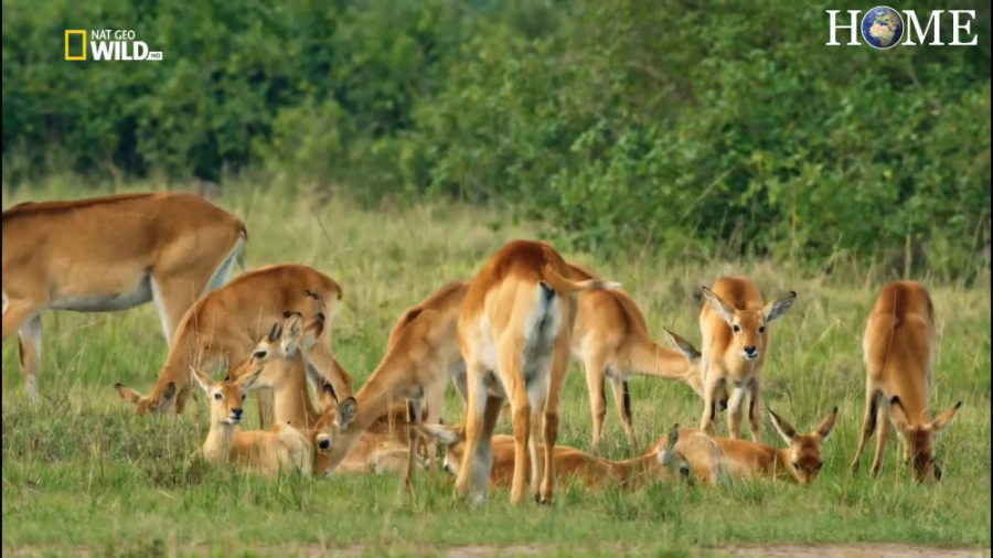 مستند حیوانات / حیات وحش اوگاندا