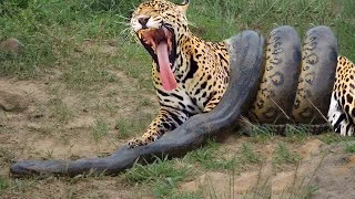 نبرد حیوانات : جگوار VS آناکوندا