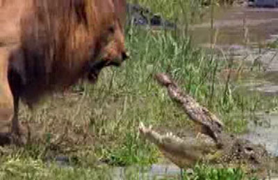 نبرد حیوانات : شیر VS کروکودیل