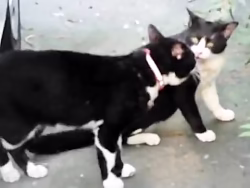 نبرد گربه ها گربه های خشمگین حیوانات