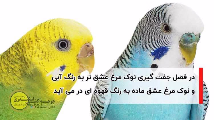 نشانه های جفت شدن مرغ عشق