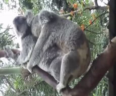 ۱۰ عادت عجیب و غریب جفت گیری در حیوانات