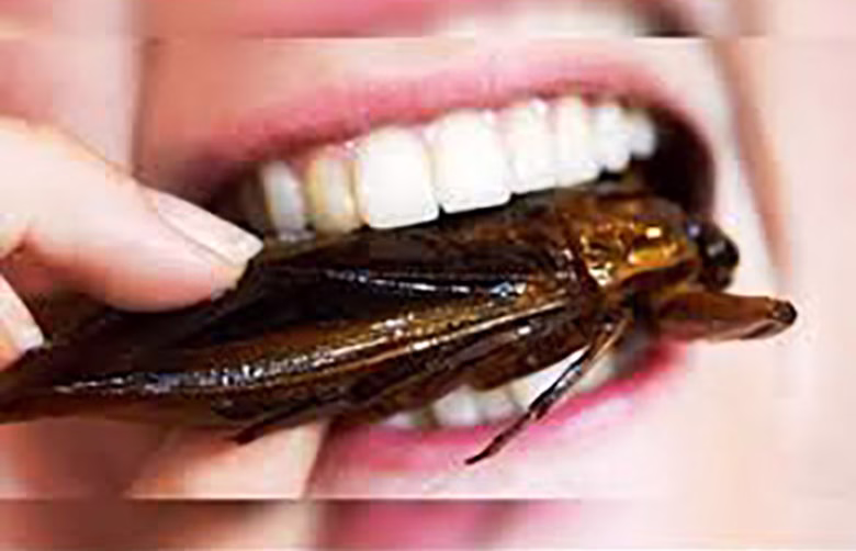 ●مسابقه خوردن سوسک●